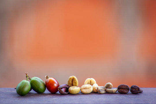 Evolution de la graine de caf&eacute; 