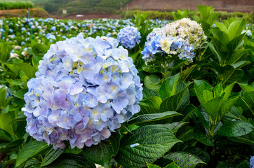 blue flowers in garden