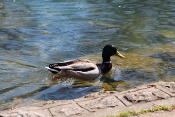 Wild duck calmly swimming in clear local river near stone covered river bank on warm sunny spring...