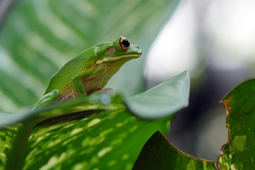 Frog in Leaves