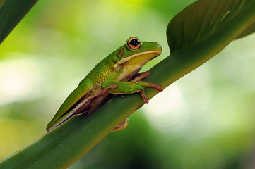 Frog in Leaves