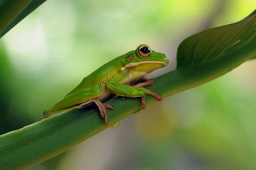Frog in Leaves