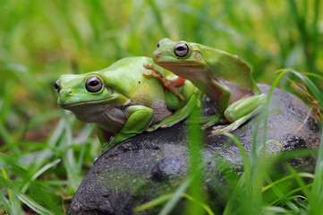 Frog in Leaves