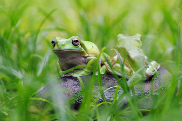 Frog in Leaves