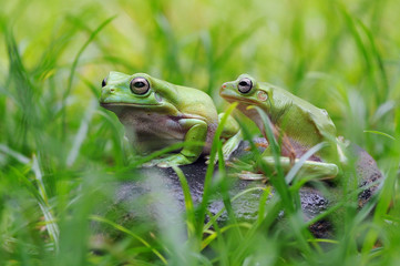 Frog in Leaves