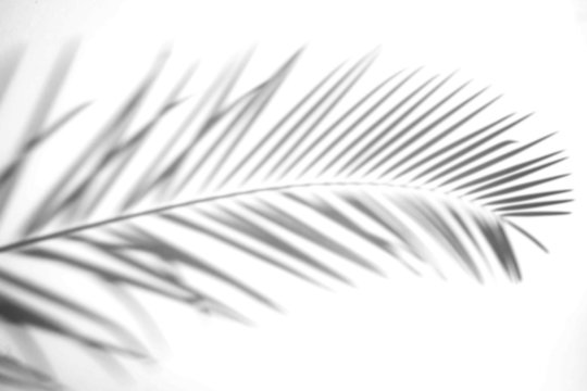 Abstract Shadow. blurred shadows palm leaves background. gray leaves that reflect concrete walls on a white wall surface for blurred backgrounds and monochrome wallpapers © kowit1982