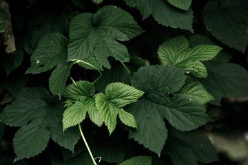 Fototapeta na wymiar green leaf texture, dark green foliage nature background