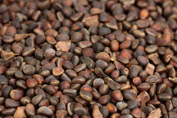 pine nut texture background close up