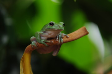 Frog in Leaves