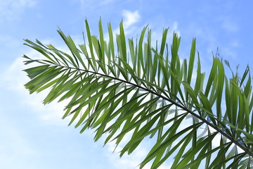 Leaf green  on sky background.