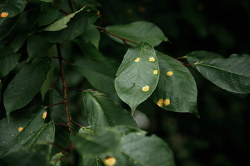 green leaf texture, dark green foliage nature background