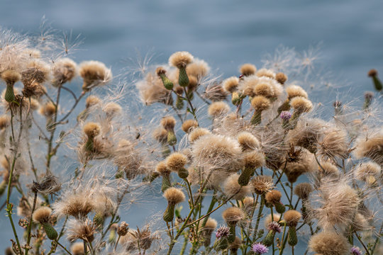 Fluffy thistle seeds - Powered by Adobe