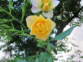 yellow rose