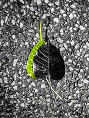 leaf on wooden background
