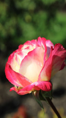 Water drop on rose