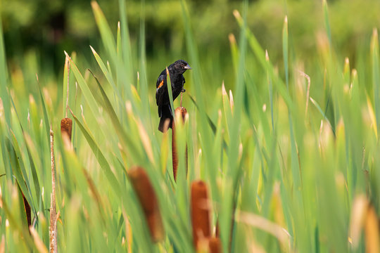 tailwinds red and black