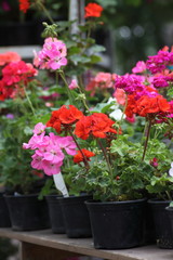 Fototapeta na wymiar aspidistra flowers in flower pots