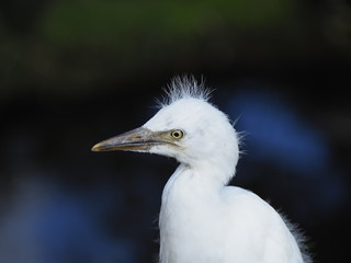Newborn Snowy Egret in the Ground
