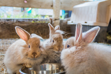 Adorable fluffy bunny rabbits eating out of same silver bowl at the country fair