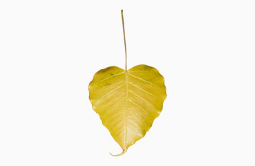 Yellow leaf isolated on white background