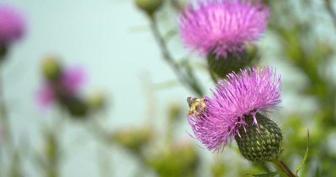 bumblebee collecting pollen on thistle