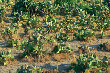 Prickly Pear cactus field