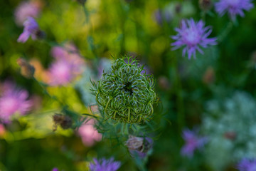 flower in the park in Canada