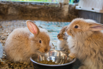 Adorable fluffy bunny rabbits eating out of same silver bowl at the country fair
