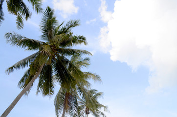 
Coconut trees in the sky