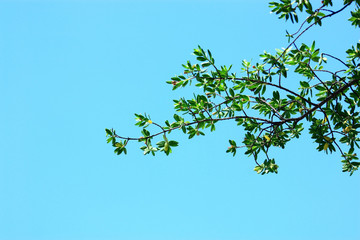 branch of a tree on background of blue sky