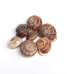 group of snails