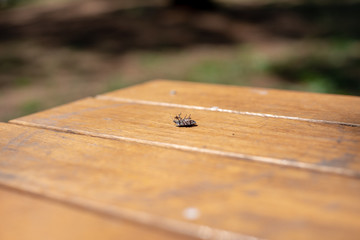 dead bug on the table in the forest