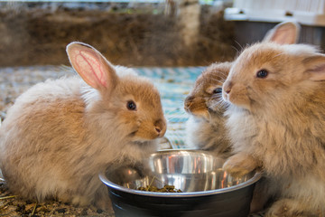 Adorable fluffy bunny rabbits eating out of same silver bowl at the country fair