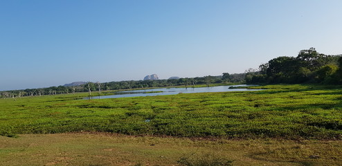 Fototapeta premium landscape with green field and blue sky