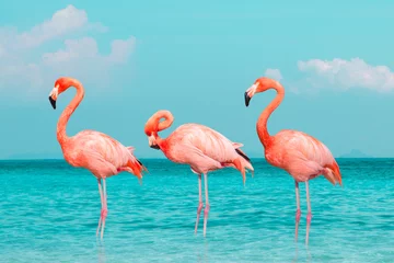 Fotobehang Vintage en retro collagefoto van flamingo& 39 s die in de helderblauwe zee staan met het zonnige zomerseizoen met wolk. © iareCottonStudio