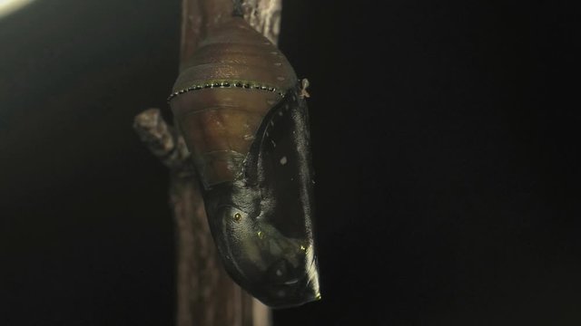 Queen butterfly metamorphosis 1315 11