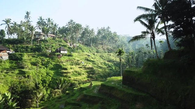 Drone shot going around a corner and revealing the beautiful Tegalalang Rice Terraces in Bali, Indonesia on a clear sunny morning.