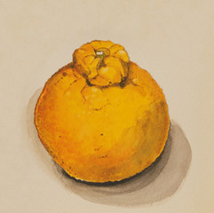 手描き　熊本のデコポン　水彩画