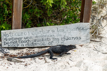 Iguana walking in front of a sign that says not to disturb the iguanas in the Galapagos Islands