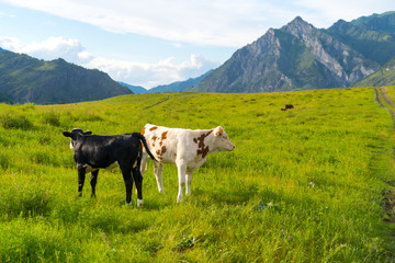 Fototapeta na wymiar white and black young cows in mountains grazing