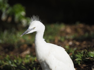 Infant Snowy Egret