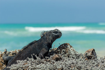 Obraz premium Galapagos Islands iguana facing the turquoise sea on a sunny day