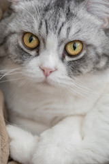 Fototapeta premium Close up fluffy chubby white clean Persian cat with big eyes is on the staring and looking out to the window.