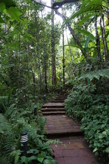 walkway in jungle