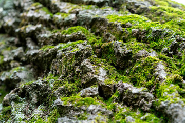 old linden bark covered with moss. relief bark resembles view high mountains wooded from above. texture old bark with moss. Very nice macro plan. moss on bark