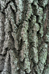 bark of old linden tree. Relief bark is like view high mountains from above. old bark texture