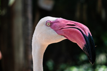  flamingo birds in a zoo. Concept of animals in the zoo. 