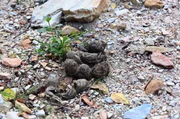 Leopard droppings found in the wild. 