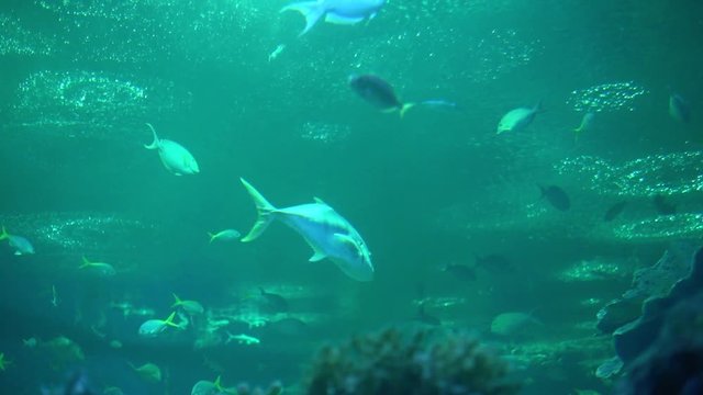 Fish aquarium. dangerous fish swiming in aquarium in oceanarium. Colorful aquarium tank filled with stones, seaweed. Colorful aquarium, beautiful fish in ocean.
