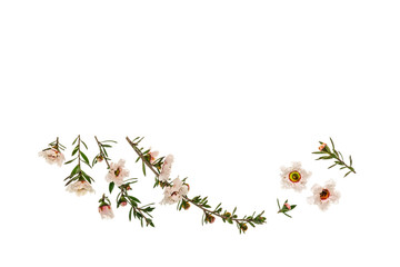 white New Zealand manuka tree flowers and twigs isolated on white background